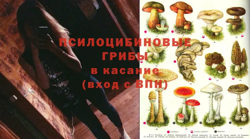 Псилоцибиновые грибы Psilocybe  купить наркотик  Собинка 